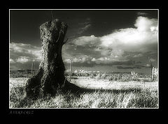 photo "Stump or Cut Lifes"