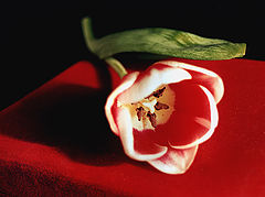 photo "a tulip"