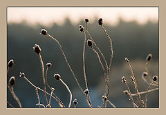 photo "First step of life"