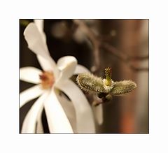 photo "Stamens and pestles a brief course of biology"