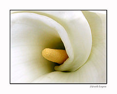photo "pure"