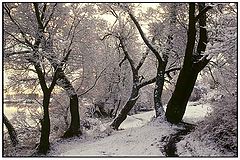 photo "Last snow"