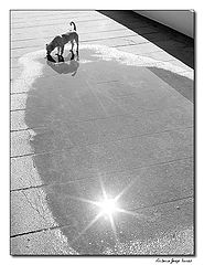photo "Drinking the sun"