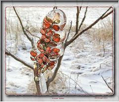 фото "Frozen Sumac"