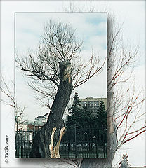 photo "Hard to Die"