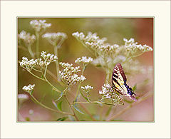 photo "Last summer (butterfly)."