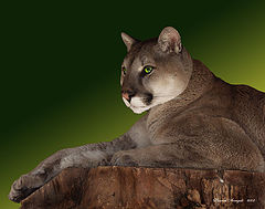 фото "Green Eyes"