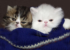 photo "Kiddies"