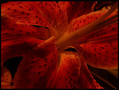 фото "Scarlet"
