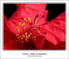 photo "Something about pistils and stamens :)"