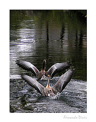 фото "Synchronism"