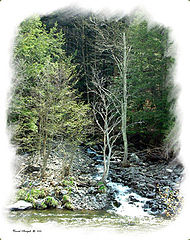 фото "From The wilderness"