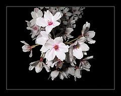 фото "Night Macro"
