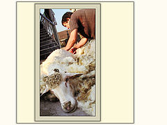 photo "Wool Mark"