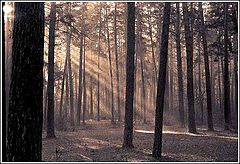 photo "Pine wood"