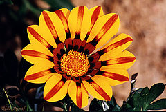 фото "Gazania # 2"