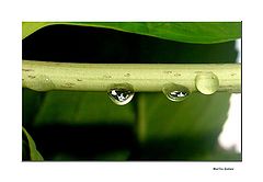 фото "Drops ..."