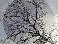 фото "Silver Thaw"