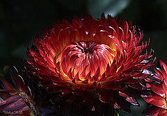 фото "Everlasting Flower#2"
