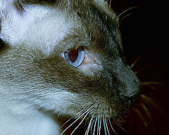 photo "Sight"