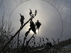 фото "Sumac Silhouette"