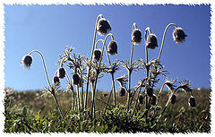 photo "pasque-flowers"