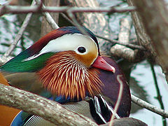 photo "Mandarin Duck"