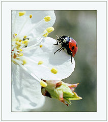 photo "On service at Spring"