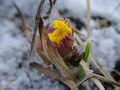 photo "Last snow"