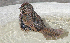 photo "A Spring Bath..."