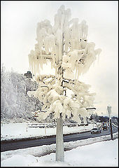 фото "Ice Tree"
