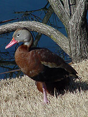photo "Black Belly Whistling Duck"
