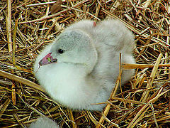 photo "Cygnet"