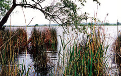 photo "Тихая заводь(опять)! :о))"