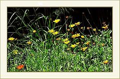 photo "Natural Garden"