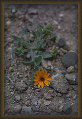 фото "Inhabitancy"