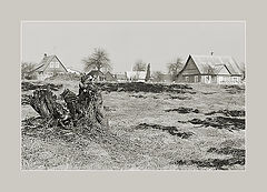 photo "Dead tree in spring landscape"