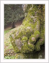 photo "The Fist"