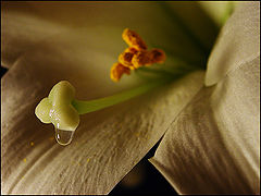photo "A light exists in spring"