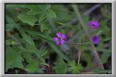 photo "Simply a flowers"