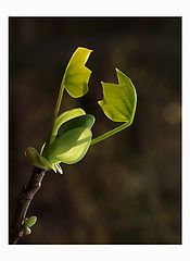 photo "Awakening"