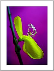 фото "Flower6"