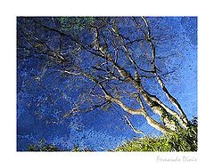 фото "Oil"