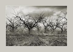 photo "Ghosts of the dead valley"