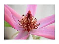 фото "Magnolia"