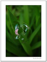 фото "Transparent"