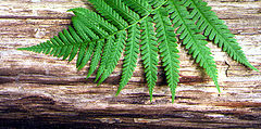 photo "log"