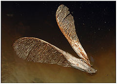 photo "Two Wings"