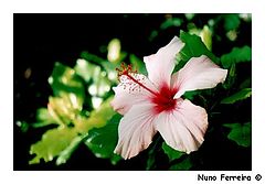 фото "Flor... Amor... Ardor... Calor... Pudor..."