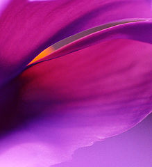 photo "Rising sun"